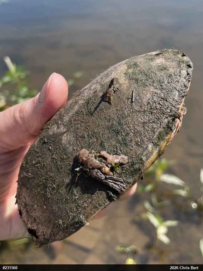 Eastern Musk Turtle