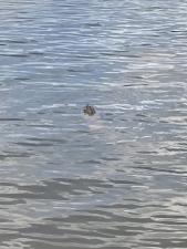 Snapping Turtle