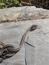 Eastern Gartersnake