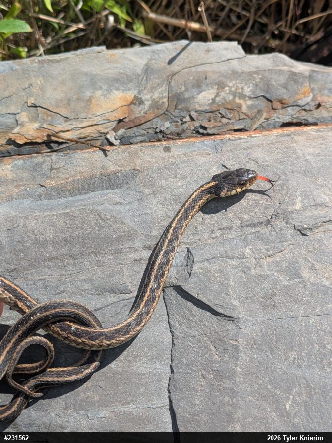 Eastern Gartersnake