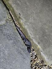 Spotted Salamander
