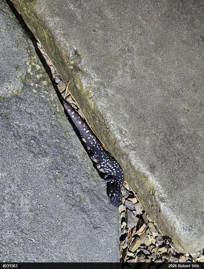 Spotted Salamander