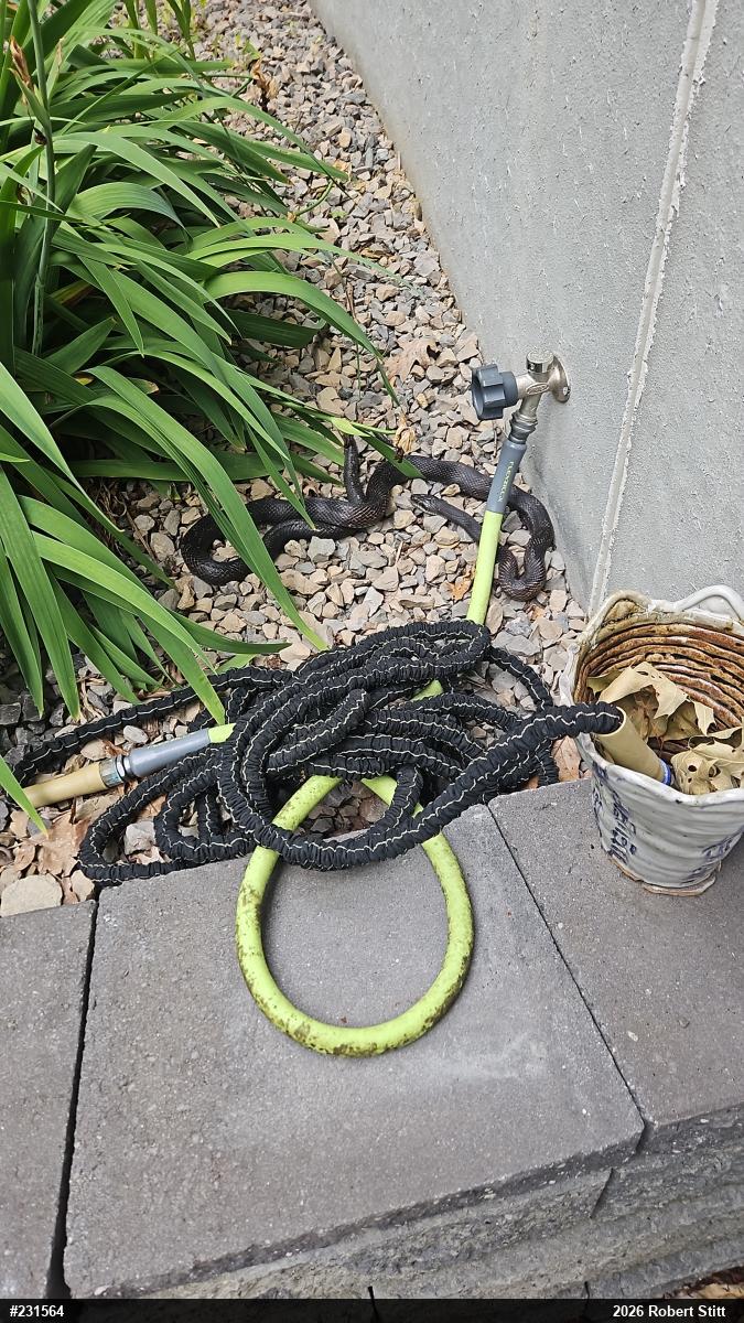 Eastern Ratsnake
