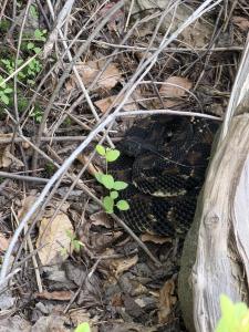 Timber Rattlesnake