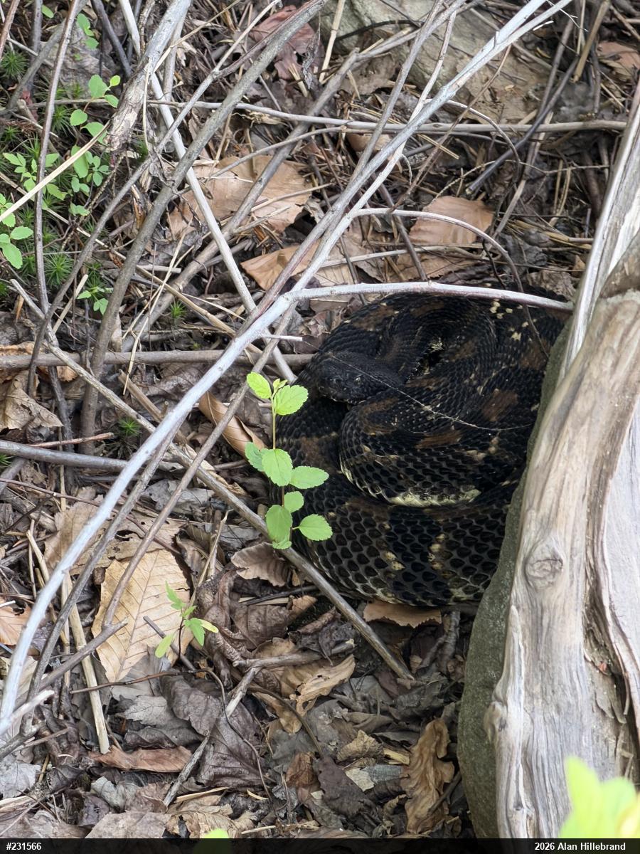 Timber Rattlesnake