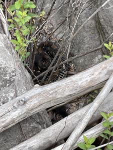 Timber Rattlesnake