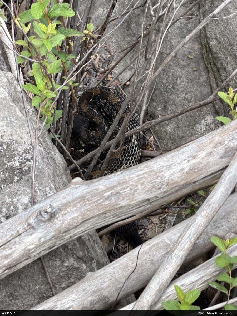 Timber Rattlesnake