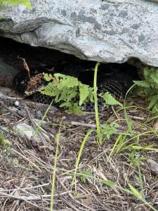 Timber Rattlesnake