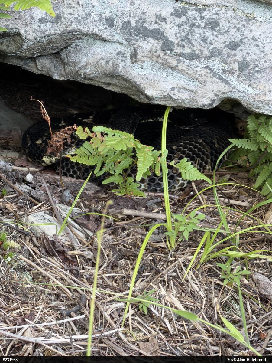Timber Rattlesnake