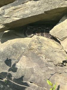 Timber Rattlesnake