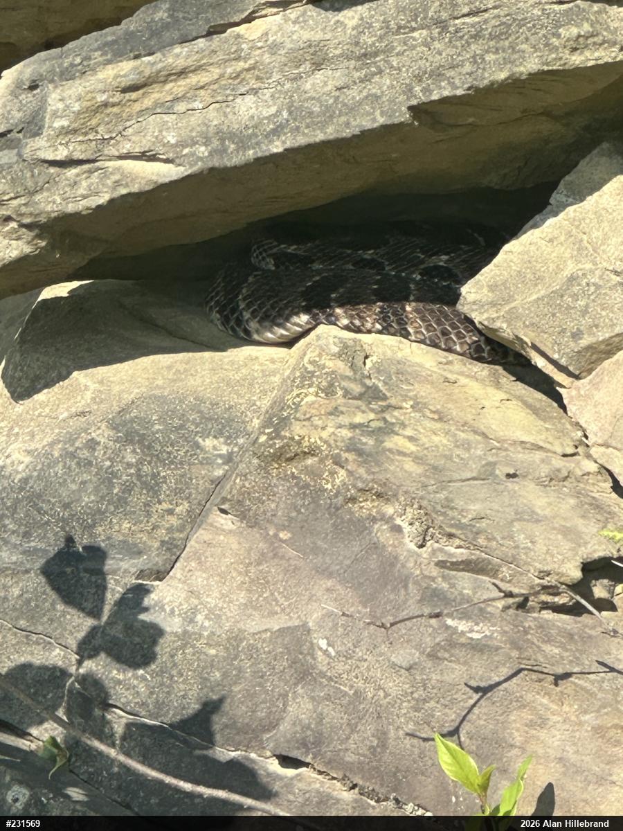 Timber Rattlesnake