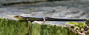 Common Five-lined Skink