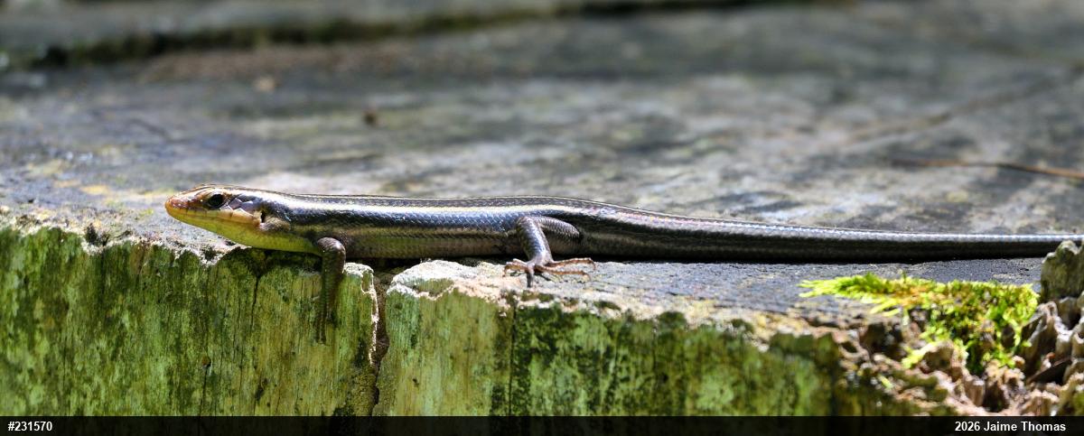 Common Five-lined Skink