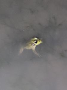 Green Frog