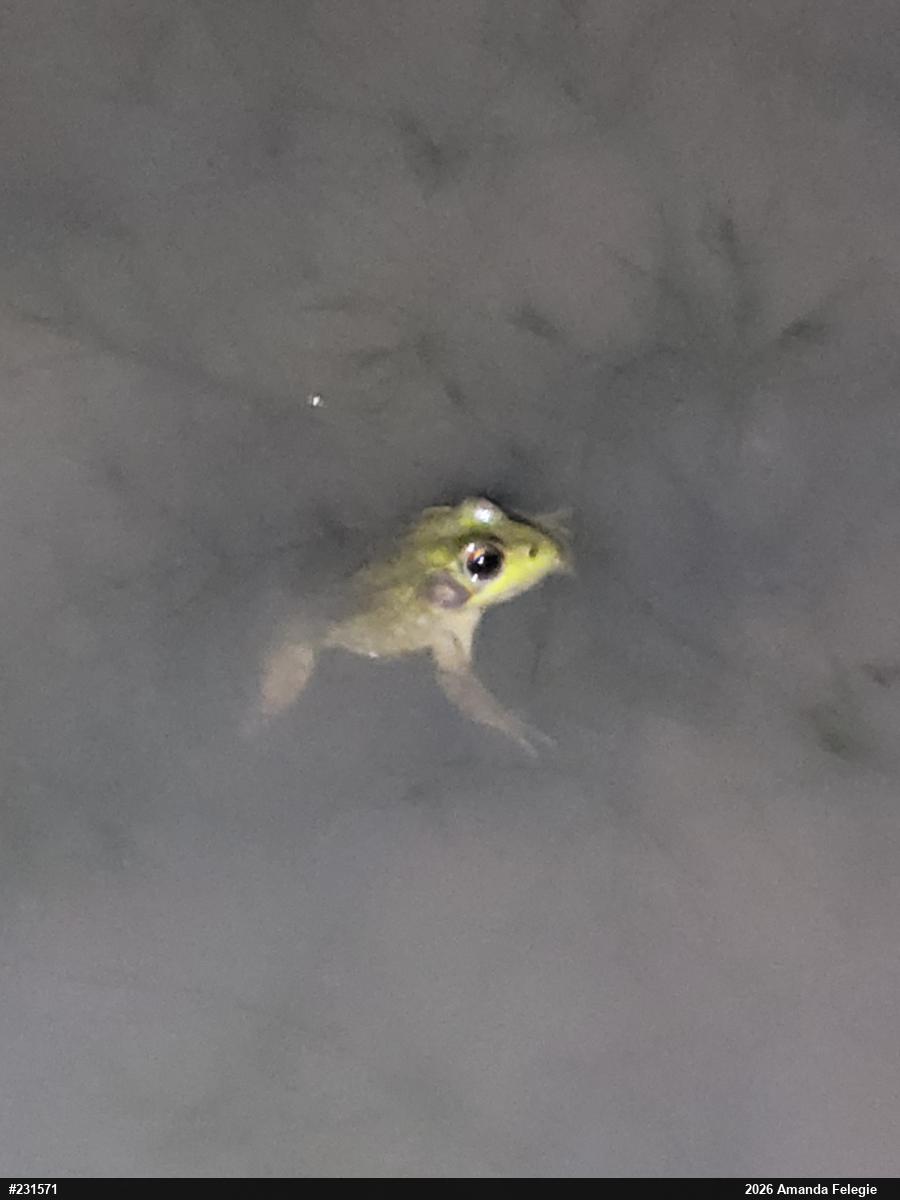 Green Frog
