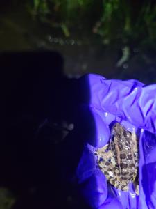 Pickerel Frog