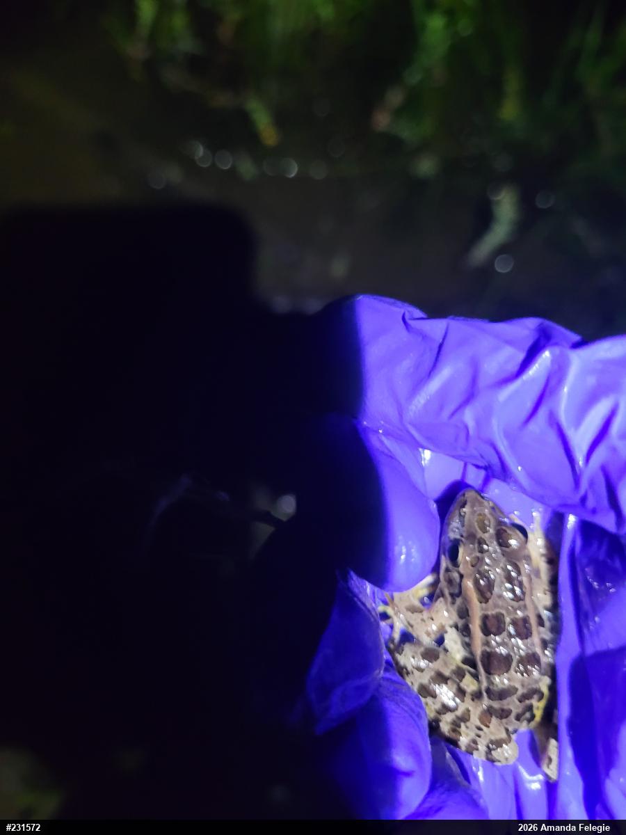 Pickerel Frog