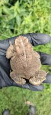 Eastern American Toad