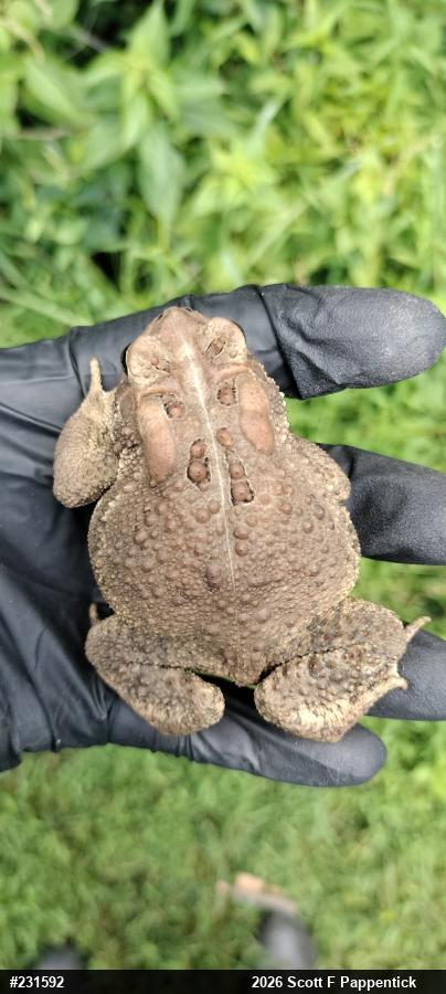 Eastern American Toad