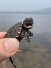 Snapping Turtle