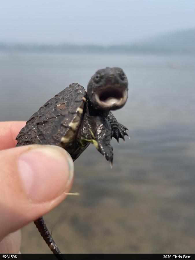 Snapping Turtle