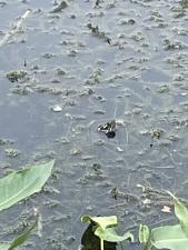 Eastern Painted Turtle