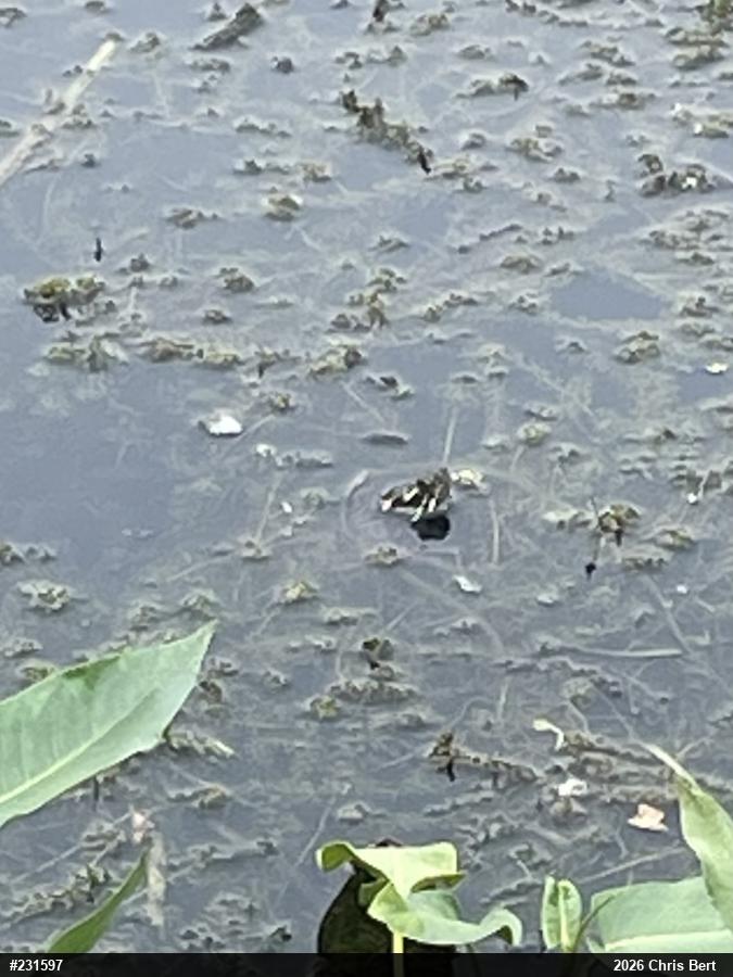 Eastern Painted Turtle
