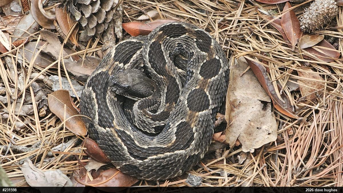 Timber Rattlesnake