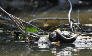 Northern Watersnake