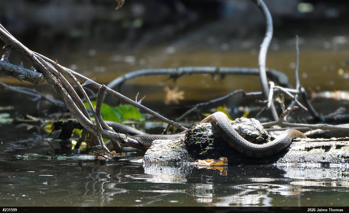 Northern Watersnake