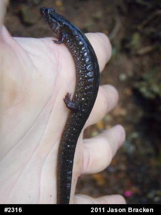 Northern Dusky Salamander