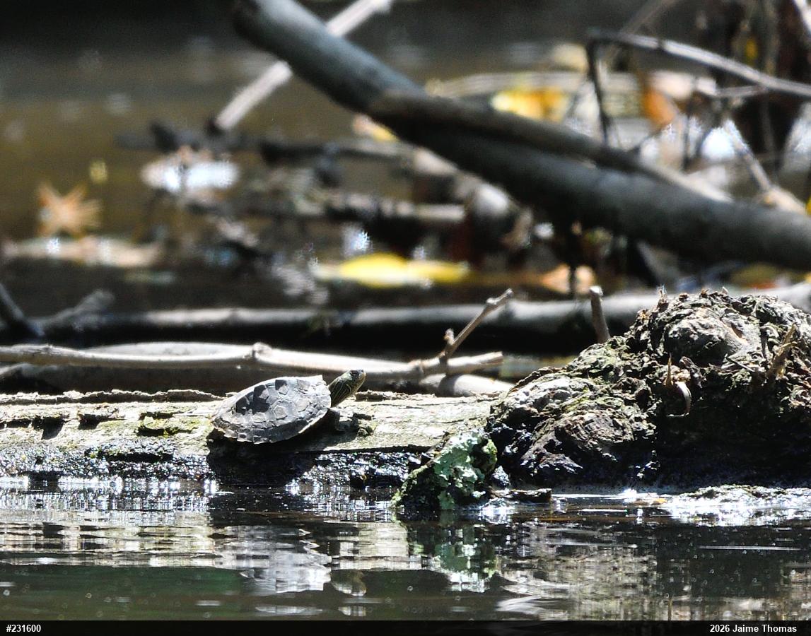 Northern Map Turtle