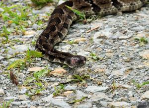 Timber Rattlesnake