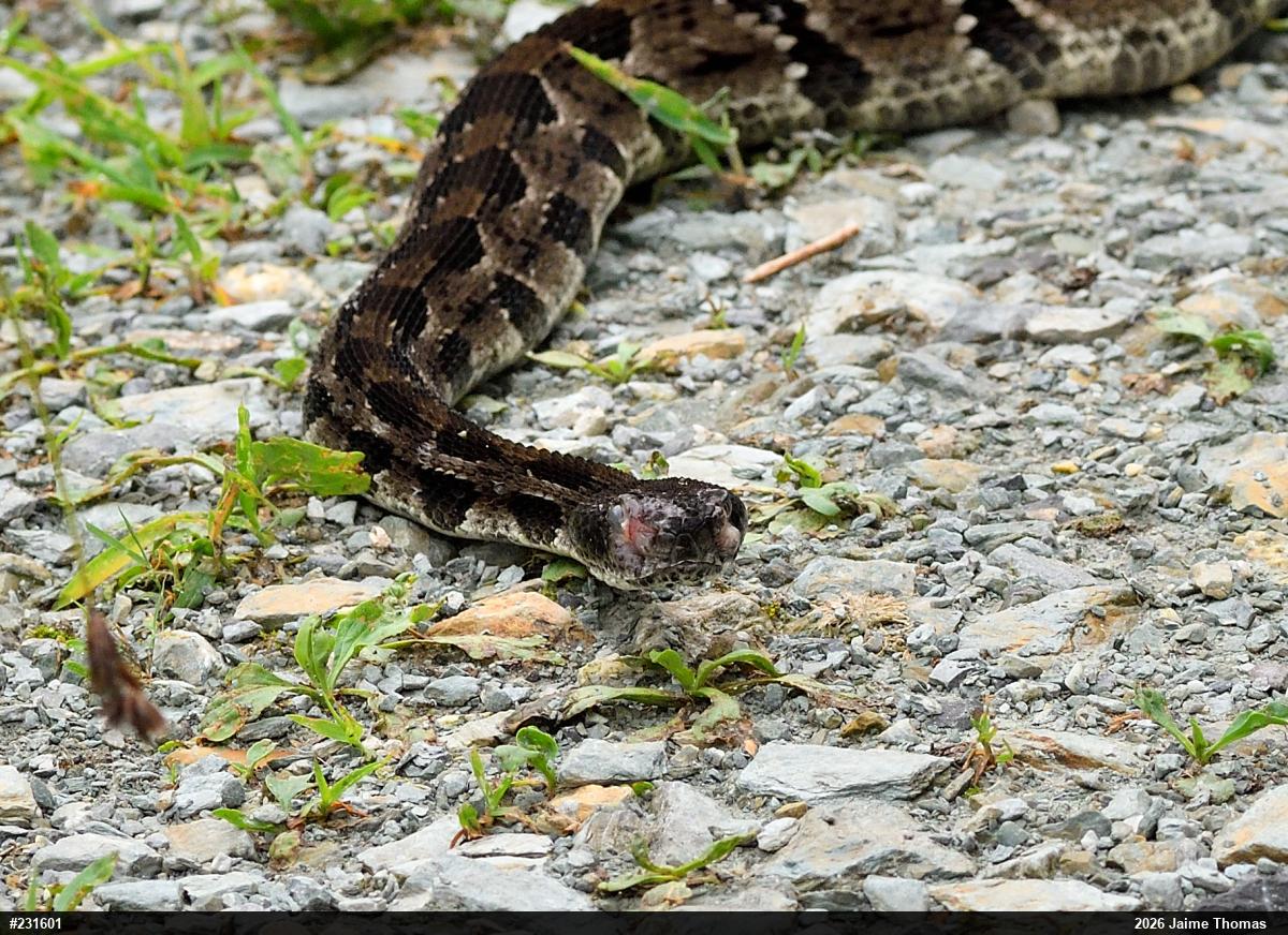 Timber Rattlesnake