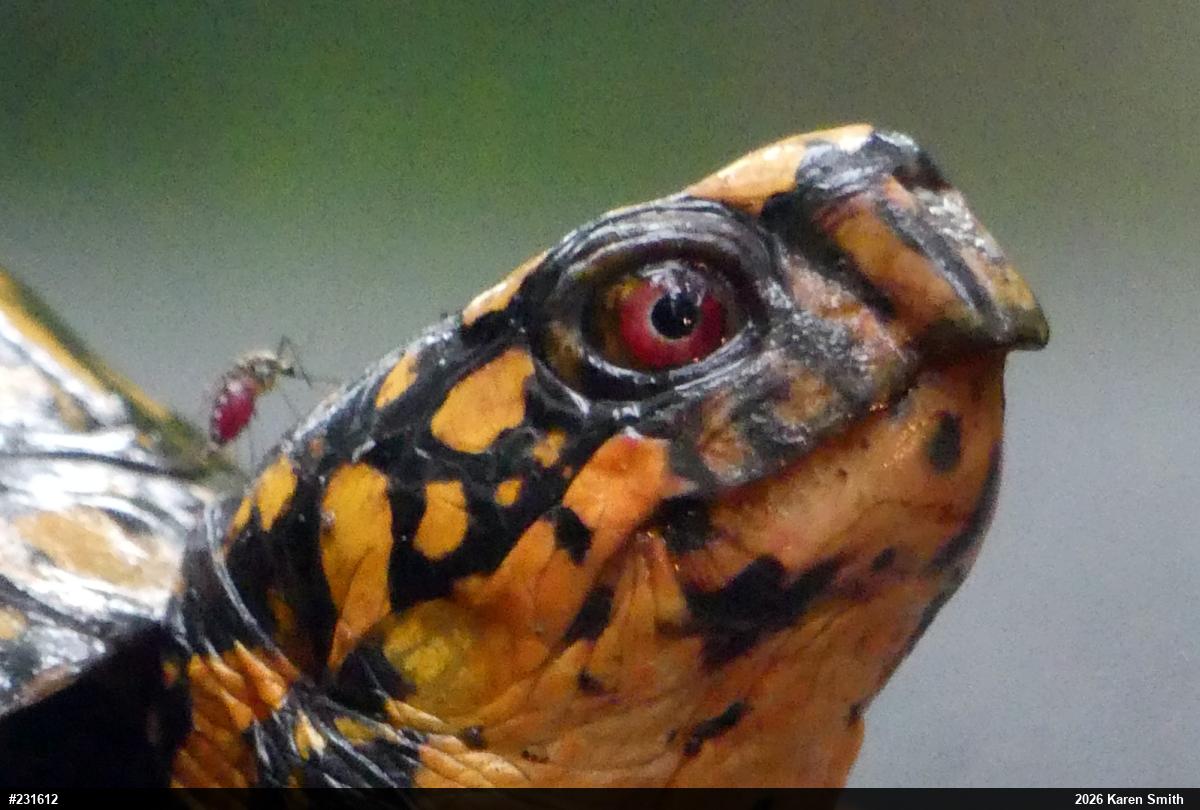 Eastern Box Turtle