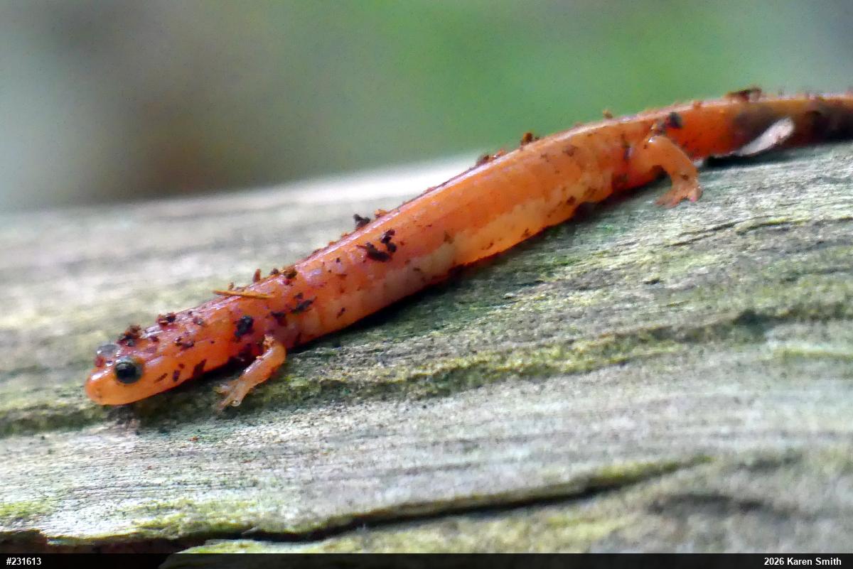 Eastern Red-backed  Salamander