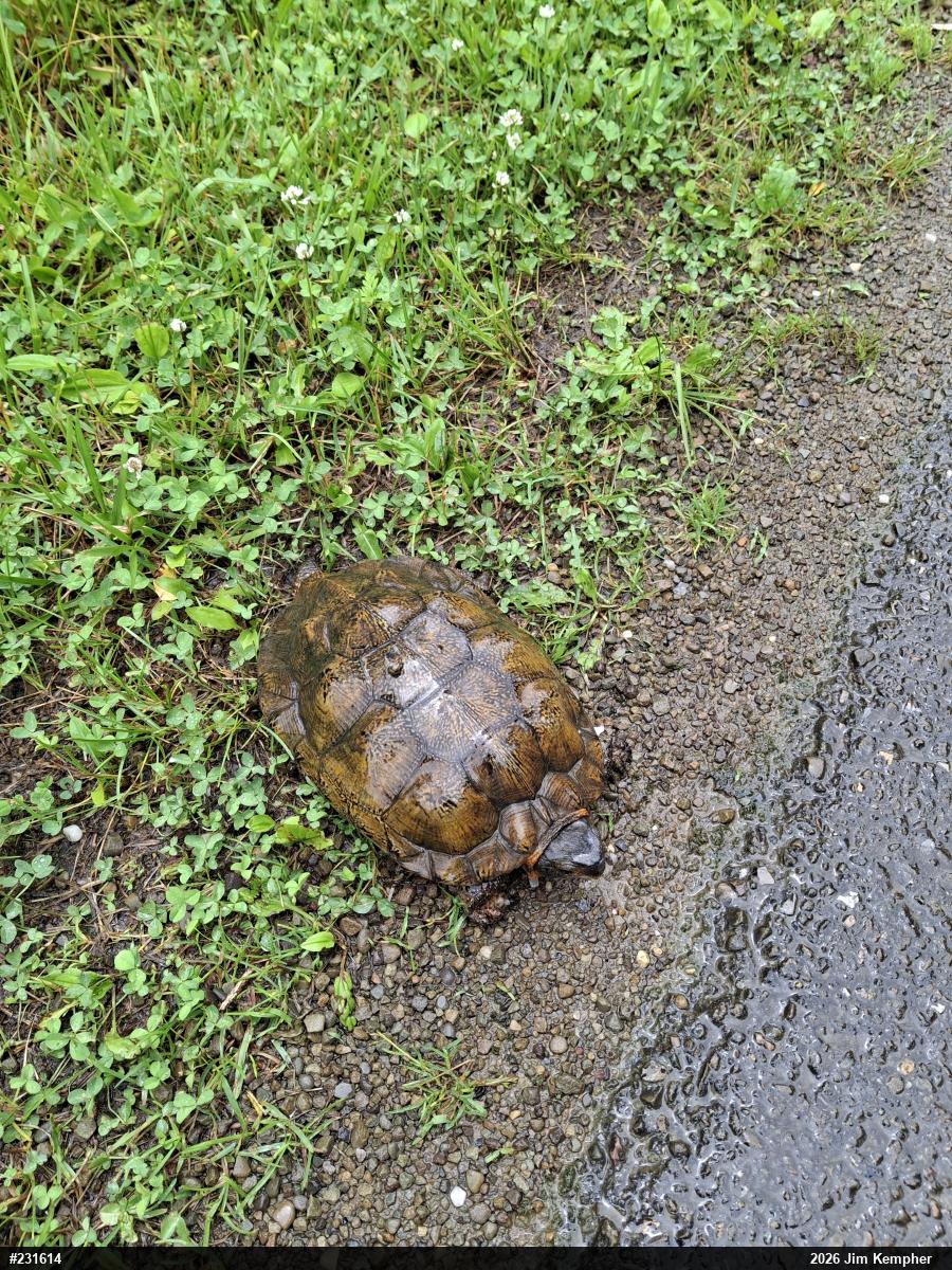 Wood Turtle