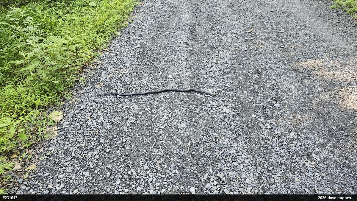 Eastern Ratsnake