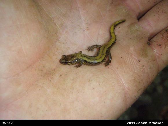 Allegheny Mountain Dusky Salamander