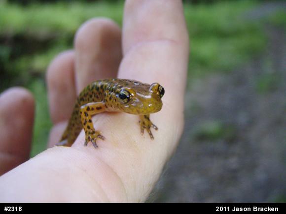 Eastern Long-tailed Salamander
