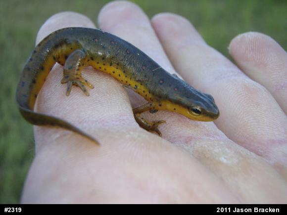 Red-spotted Newt