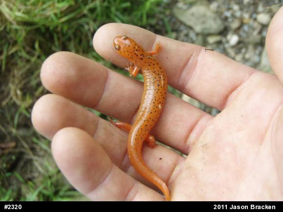 Northern Red Salamander