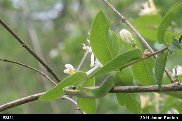 Smooth Greensnake
