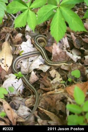 Eastern Gartersnake
