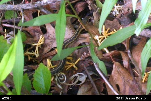 Eastern Gartersnake