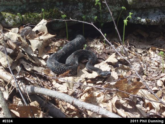 Timber Rattlesnake