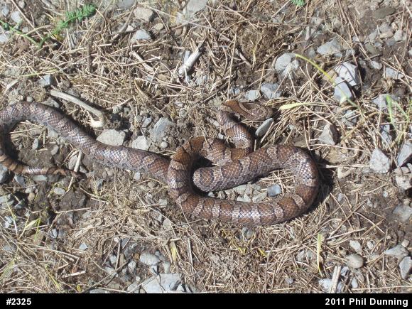 Eastern Milksnake