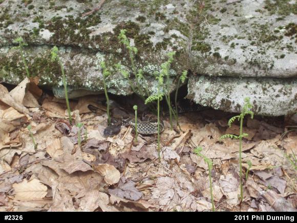 Timber Rattlesnake