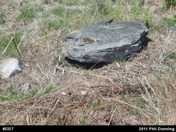 Timber Rattlesnake