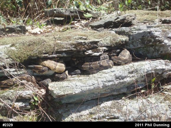 Timber Rattlesnake